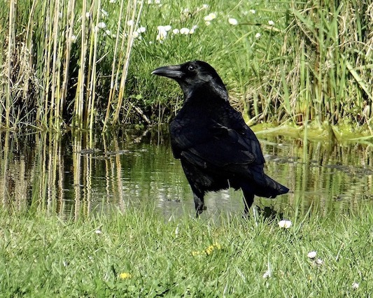 carrion crow